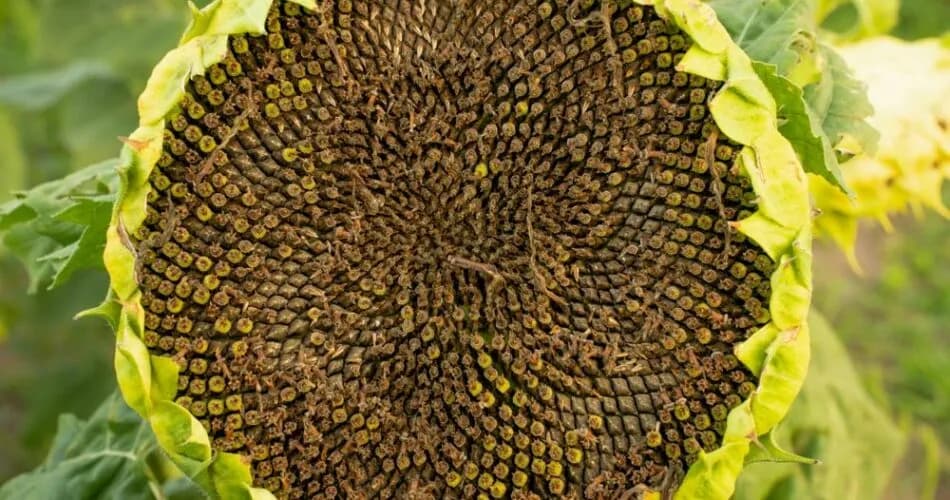 Jak uprażyć słonecznik do sałatki: najlepsze sposoby na domowe prażenie